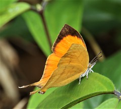 butterfly - Thailand
