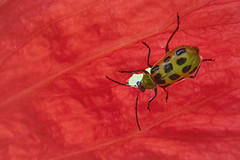 Insects - Coleoptera - beetles