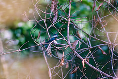Apodiformes - Swifts, Treeswifts
