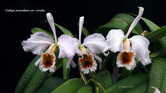  Orchids 2022