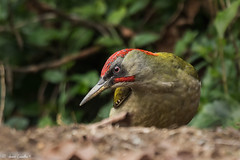 Pica-pau-verde "Peto" | Iberian Green Woodpecker (Picus sharpei)