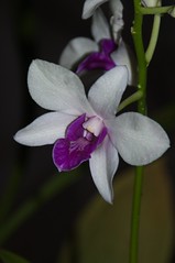 my orchids 2022