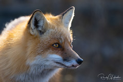 Red Foxes of the Jersey Shore | 2022