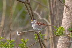 BIRDS - White-Throated Sparrow
