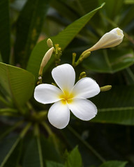 Flowers of Fiji