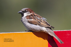 Bird Families: Old World Sparrows (Passeridae)