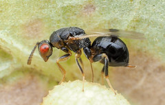 Eurytomidae (Chalcidoid Parasitic Wasps)