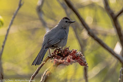 BIRDS - Gray Catbird