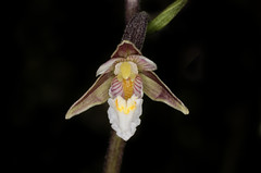Wildorchideen