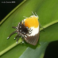 Palmari trip - Butterflies, moths and their caterpillars