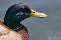 Ducks - Swans - Gulls & More