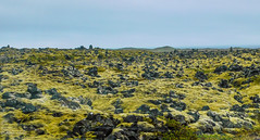 Saxhóll Crater to Djupalisandur, Iceland_2021
