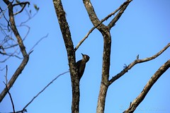 picapauzinho-verde-carijó (Veniliornis spilogaster)