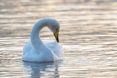 Cygne chanteur - Whooper swan