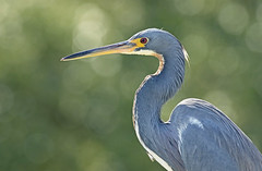 Herons, Cranes and Related