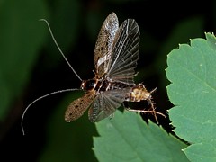 Cockroaches in Flight - Blattodea - fliegende Schaben
