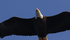 Bald Eagle Flyover - 1/19/22
