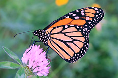 Monarch Butterflies 008