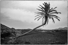 The leaning palm