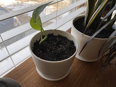 Bellana's Plant Clipping