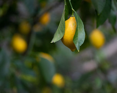 220121 Lemon Tree