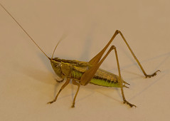 Orthoptera - Tettigoniidae  - Katydids