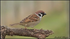 Moineau friquet / Eurasian Tree Sparrow / Feldsperling / Passera mattugia / Passer montanus.