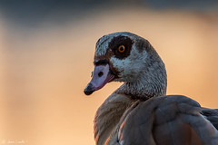 Ganso-do-egipto | Egyptian goose (Alopochen aegyptiaca)