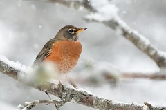 Wintering birds / Oiseaux hivernaux