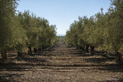 Olives Harvest Season