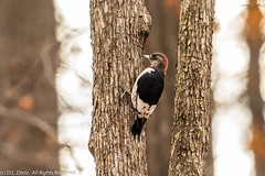 BIRDS - Red-Headed Woodpecker