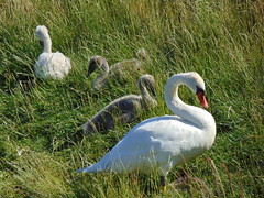 Family of swans in Świdnica.