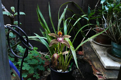 fragrant orchids--good & bad #11 