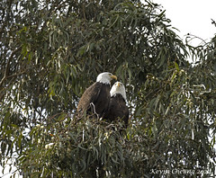 Bald Eagle Mating at Sandy Wool 1-28-2022