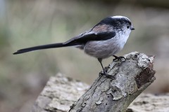 LONG TAILED TIT