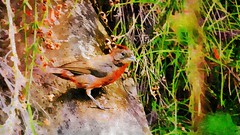 Tico-tico-rei - Red-crested Finch