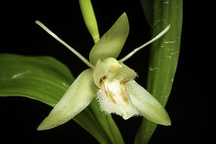 Orchid Species 2022