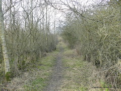 Centenary Wood, Greenfield