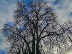 Wintertime trees without leaves