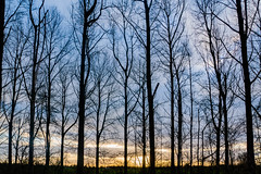 Vinderhoutse Bos met zonsondergang