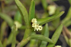 Epidendrum strobiliferum - 2022