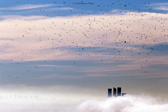 Niebla pajaros y torres