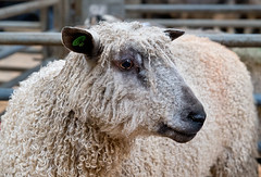Bentham Mart, Breeding Sheep Show and Sale, 05/02/22