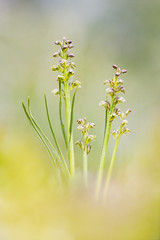 Orchideen der Dolomiten