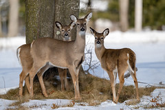 White-tailed Deer of the Jersey Shore | 2022