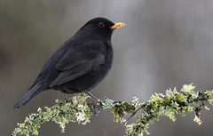 Svarttrost (Blackbird)