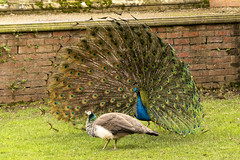 Powis Castle garden and Peacocks