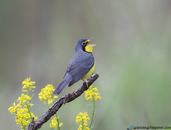 Warblers and Yellow Flowers