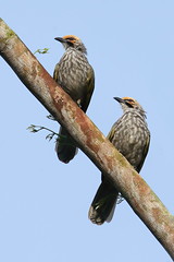 Birds of Singapore (Residents)