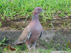 Asa-branca/Picazuro Pigeon